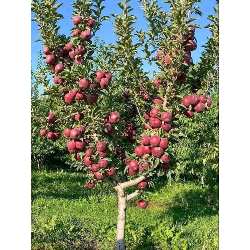 Bibit apel merah Cangkok