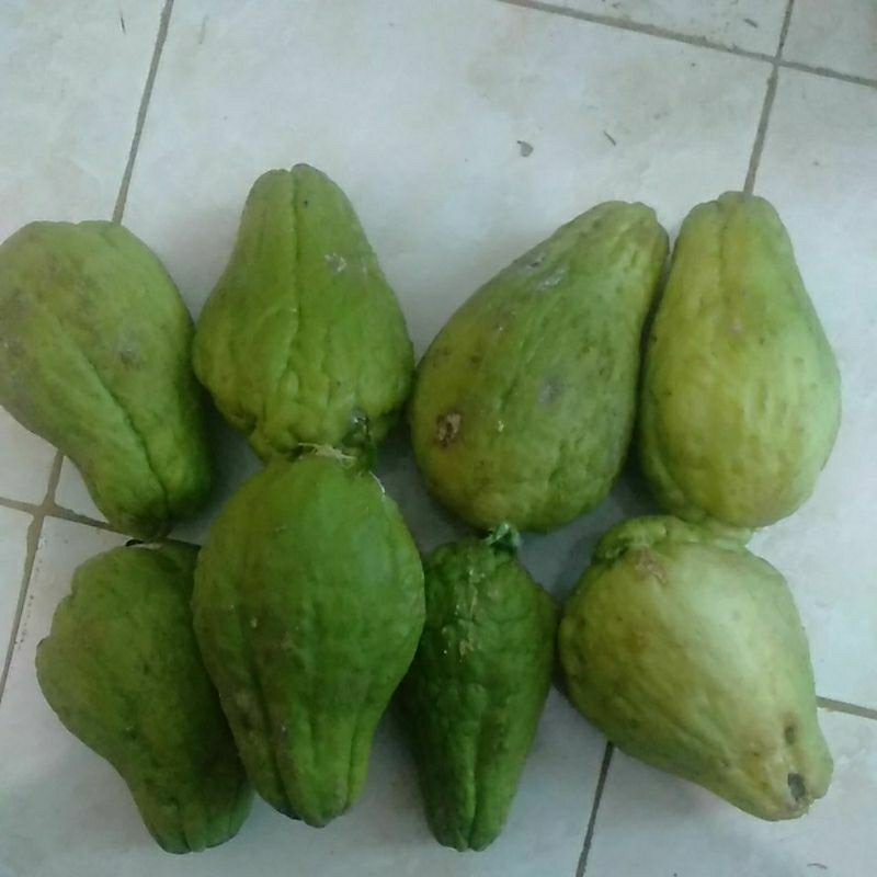 

Bibit Labu Siam / Jipang besar tua