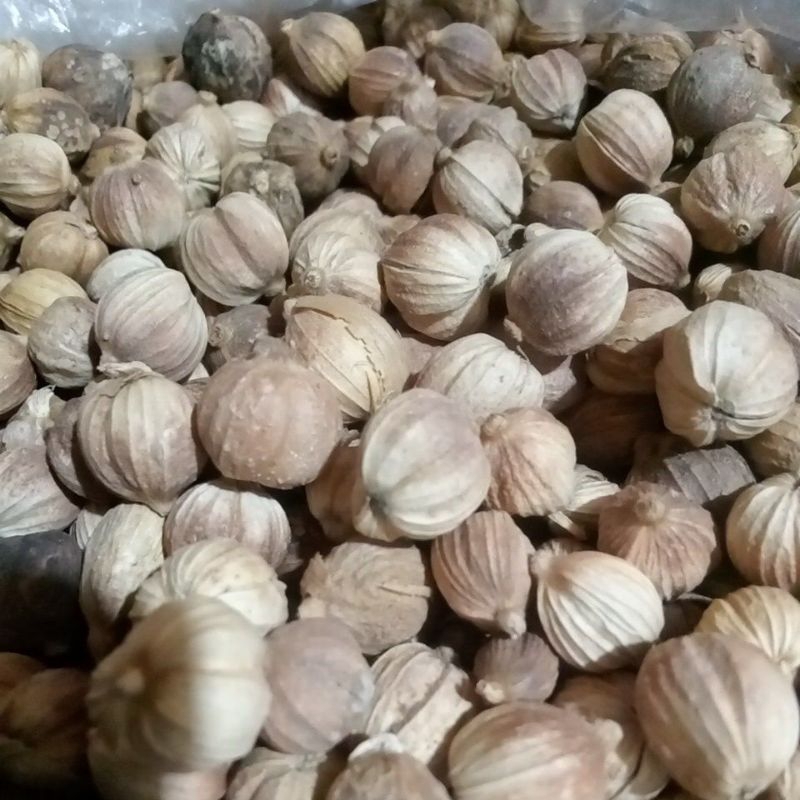 

kapulaga kering 1 ons