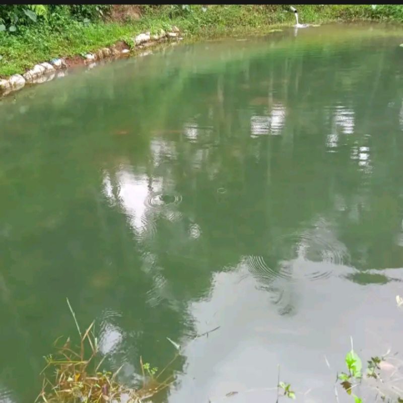 umpan lumut ikan nila gacor