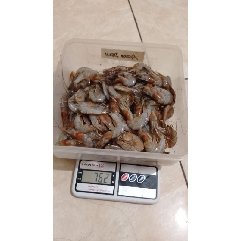 

udang jumbo