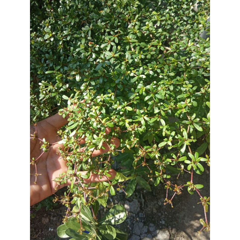 Biji bonsai bucida spinosa