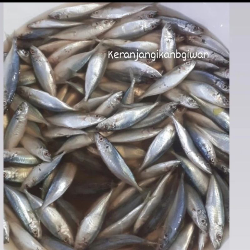 

Ikan kembung layang segar 1kg (bukan frozen) free dibersihkan gratis minyak goreng 1liter