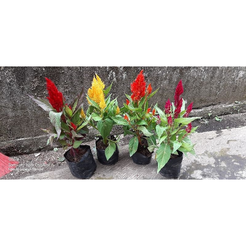 Celosia/Jengger Ayam