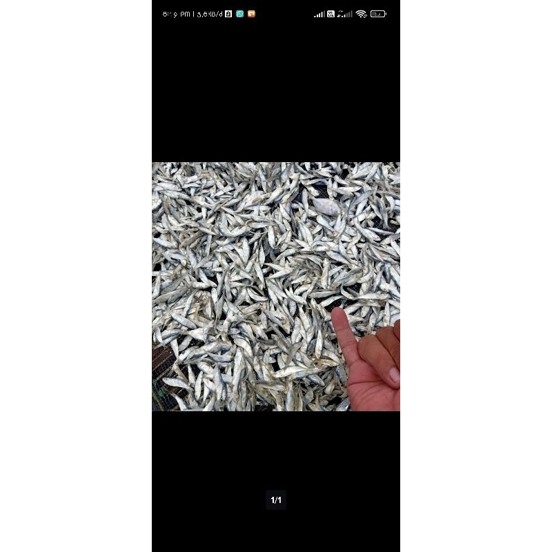 

ikan asin samenit 500gram (TERMURAH)