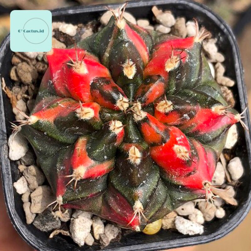 Gymnocalycium Mihanovichii T3115 Varigata Kaktus gymno Miha T3 var mihanovichi tanaman hias hidup gu