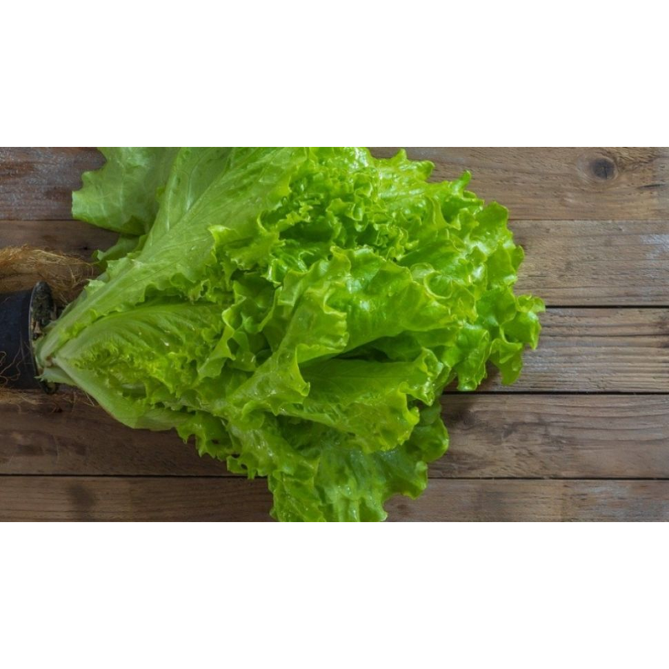 

SELADA KERITING SEGAR