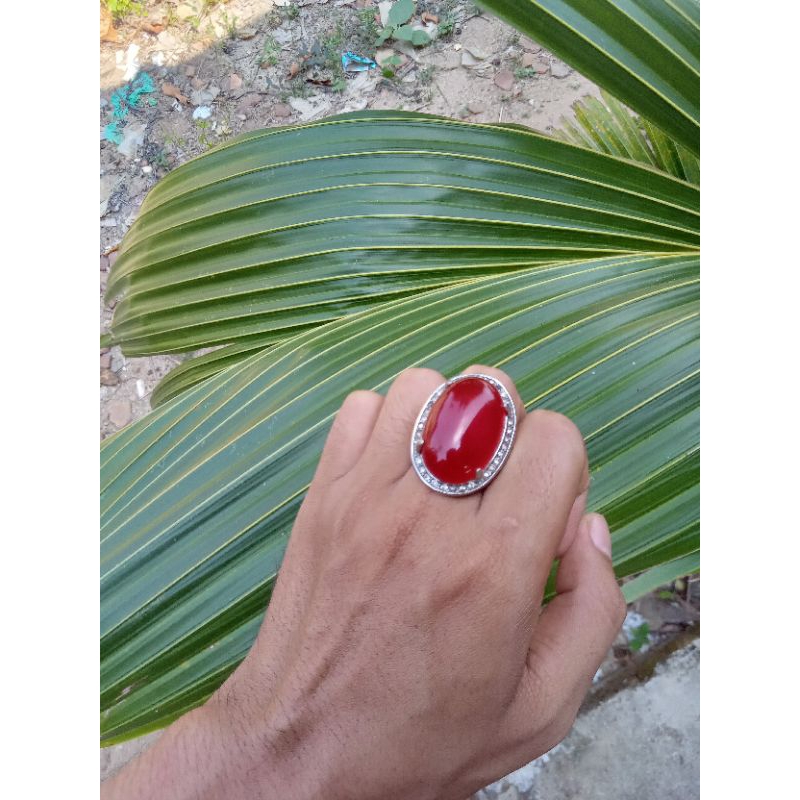 RED RAFLESIA BENGKULU