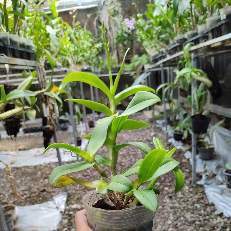 Dendrobium Airy Way Blue x Blue Angel