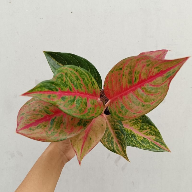 Tanaman Hias Aglonema Mahameru/ Tanaman Teduh