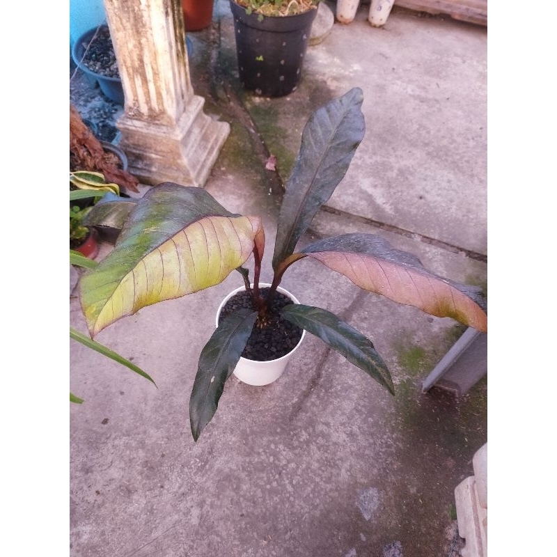 Anthurium hokeri black pink