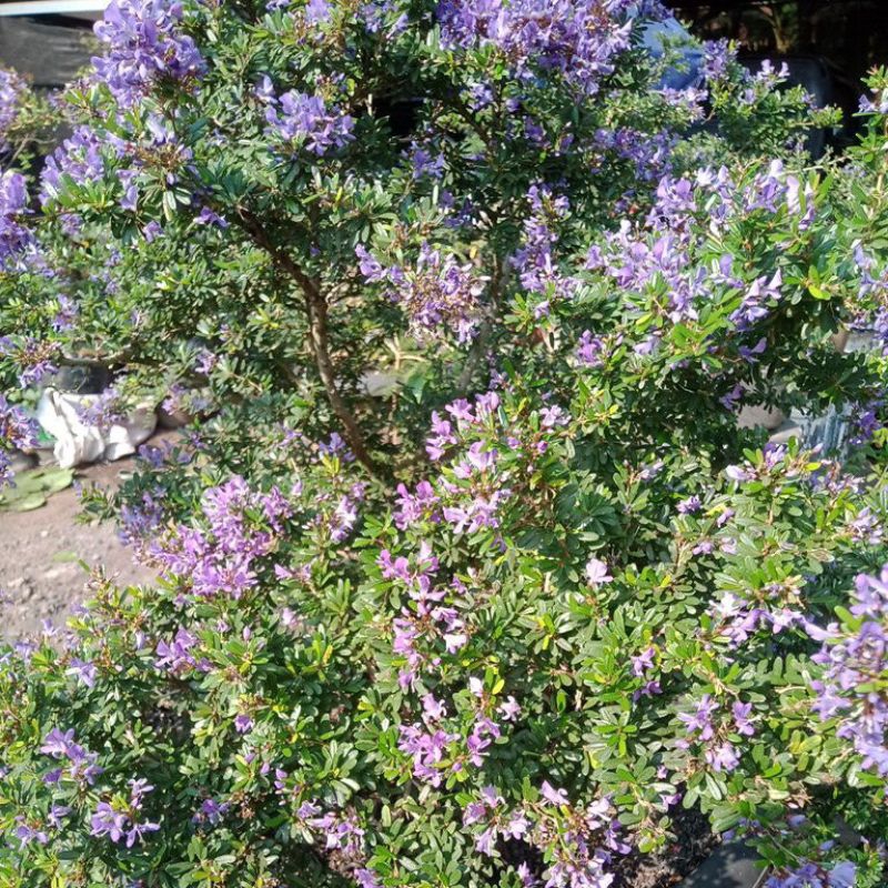 bonsai Saeng simbur vietnam