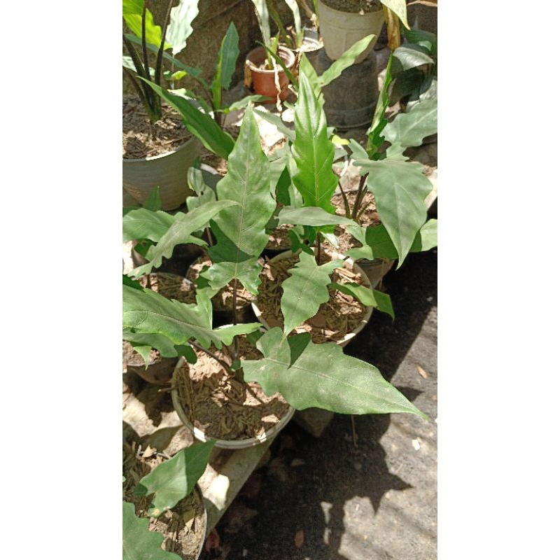 TANAMAN HIAS KERIS PAPUA