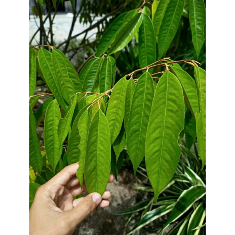 

Daun Durian Segar 1 kg / Daun Duren Segar