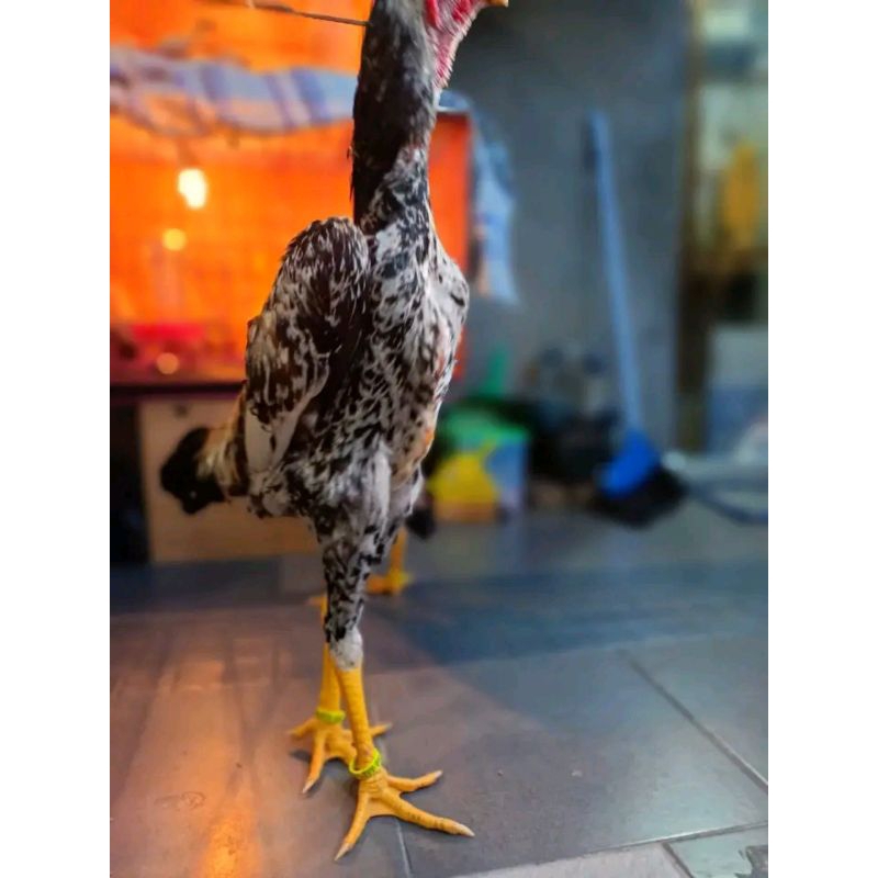 OSHAMO EROPA TELUR FERTIL