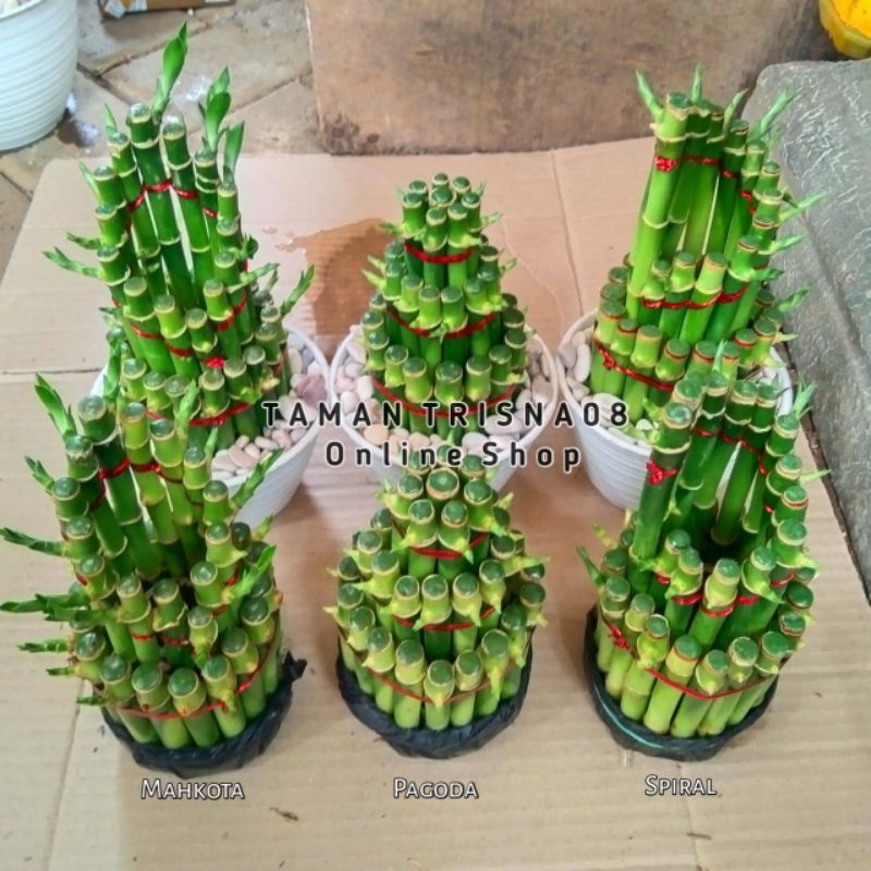 BAMBU HOKI TANAMAN HIAS - BAMBU REJEKI - SRI REJEKI - BAMBU AIR -  INDOOR OUTDOOR