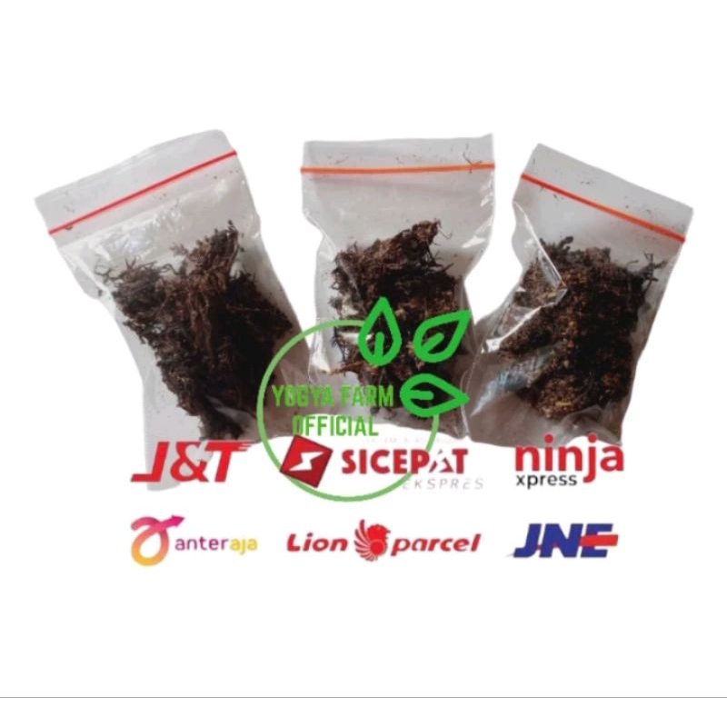 Jamur Jakaba Kering