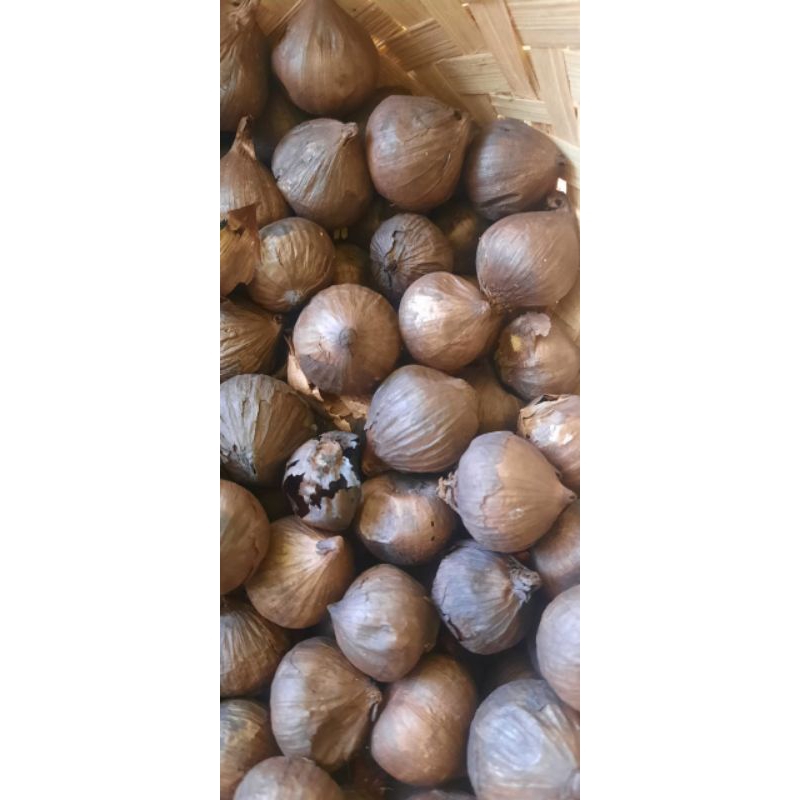 

JUAL RUGI BAWANG HITAM TUNGGAL SISA STOK 500GR