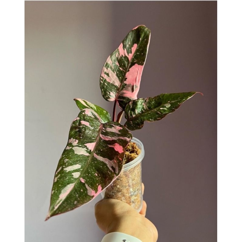 Philodendron Pink Princes Marble Tanaman Hias Philodendron Philow Princes Marble Variegata