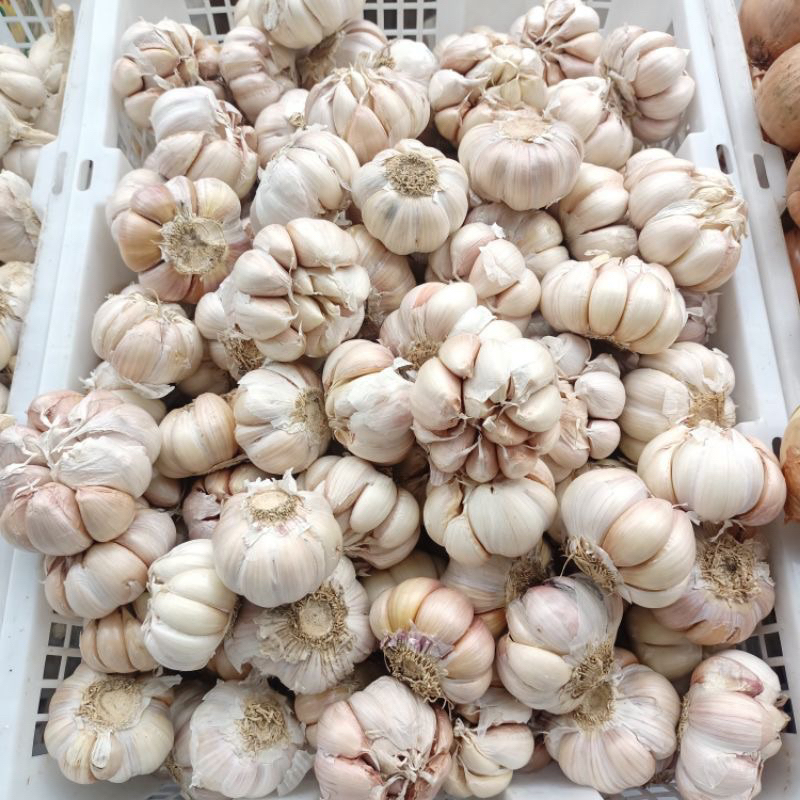 

BAWANG PUTIH 1KG