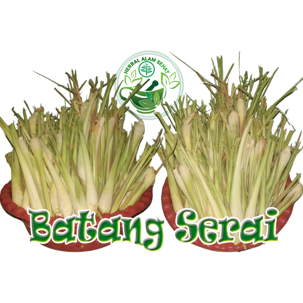 

batang serai /sere / sereh untuk bumbu dapur atau obat herbal alami