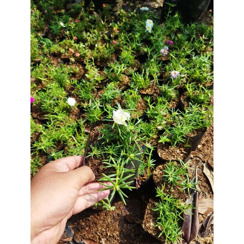 tanaman hias krokot sutra bombai bunga putih