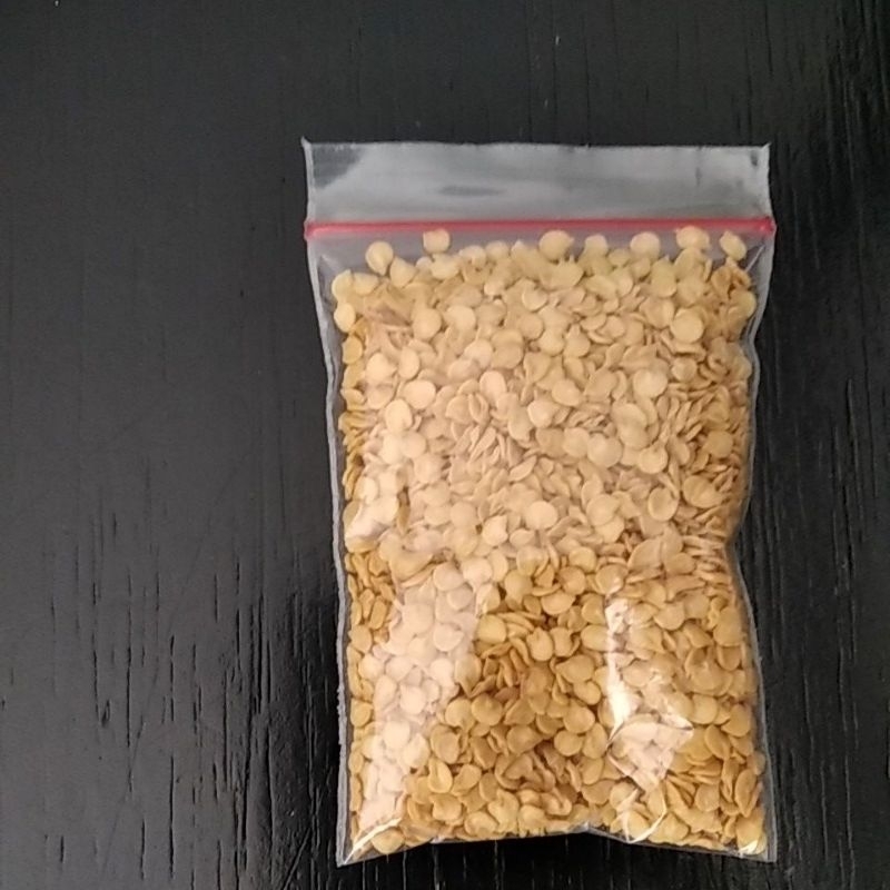 Bibit Rica Lokal Samia