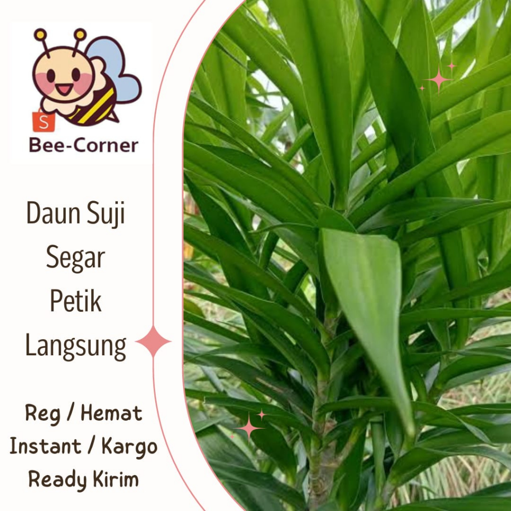 

Daun Suji segar