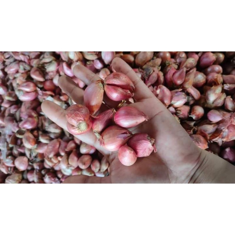 

Bawang merah 1kg