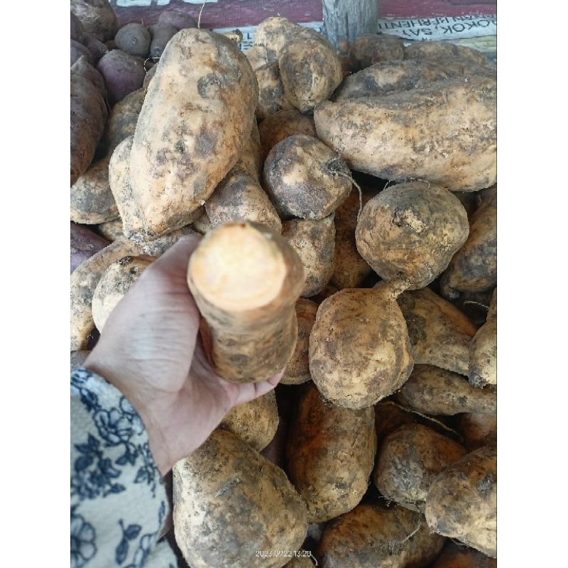

[PALEMBANG] UBI KUNING 1 KG - SAYUR BUAH IKAN SEGAR PRETTY OLSHOP PALEMBANG