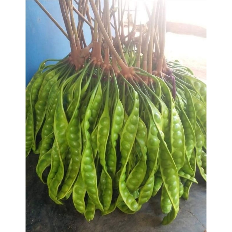 

paket pete segar hemat 20 papan