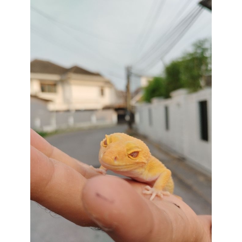 mainan GECKO anak anak SUNGLOW