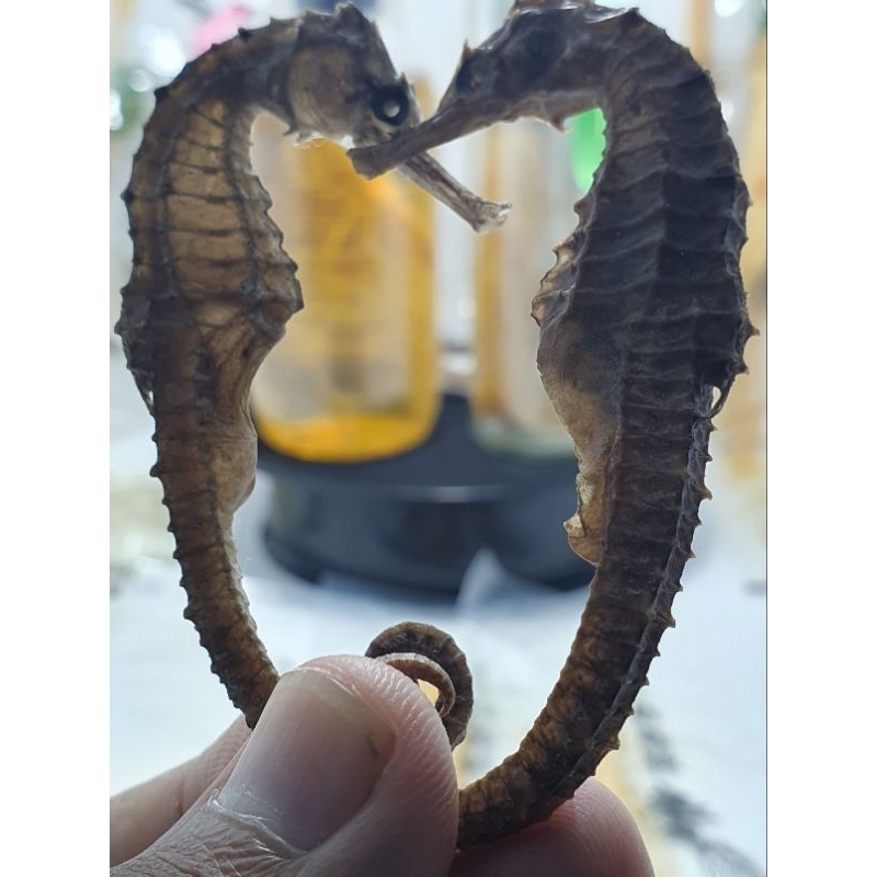 Per 1 Kuda Laut Kering Asli PREMlUM