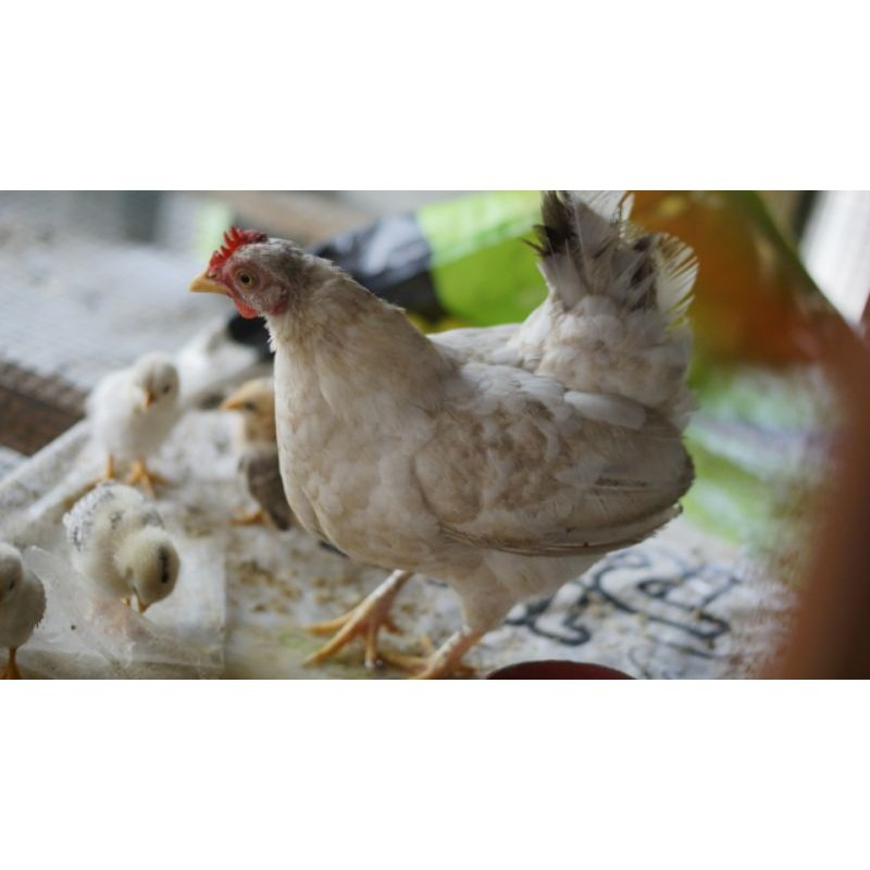 Ayam Kate Katai bukan Ayam Kampung, Ayam Pelung, Ayam Cemani, Ayam Bekisar, Ayam Serama (Ayam Hias)