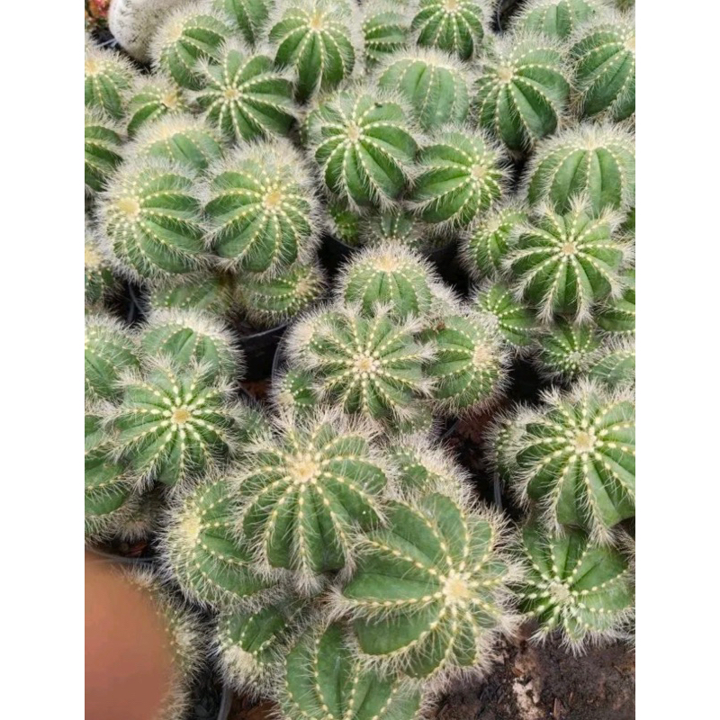 NOTOCACTUS MAGNIFICUS / KAKTUS IMPORT / KAKTUS OWNROOT / BIBIT KAKTUS