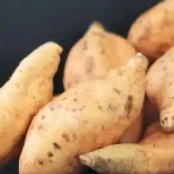 

ubi cilembu mentah 1 kg
