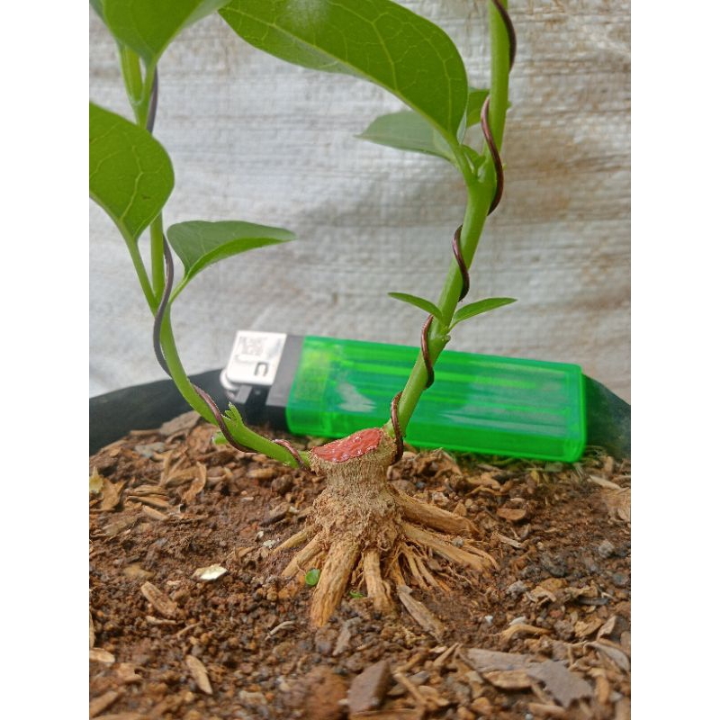 Bahan Bonsai Sancang Mame Prokar Program Akar Realpict Sesuai Foto