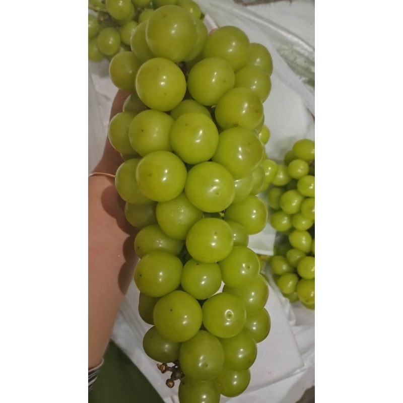 

Anggur Hijau Shine Muscat