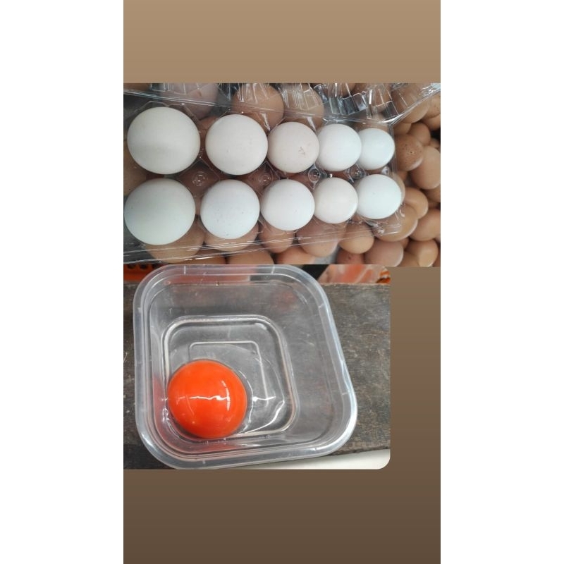 

TELUR AYAM KAMPUNG OMEGA