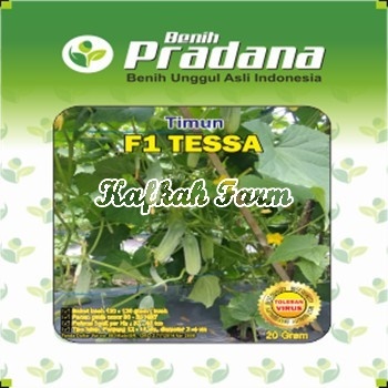 Benih 10 Biji Timun TESSA F1