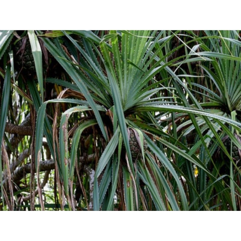 

Daun Pandan Duri(laut) 1 kg