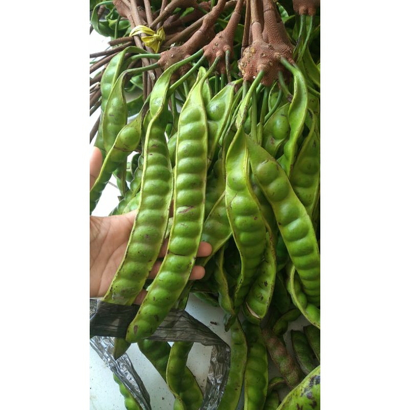 

PETE MUDA/SETENGAH TUA FRESS 25RB 10 PAPAN