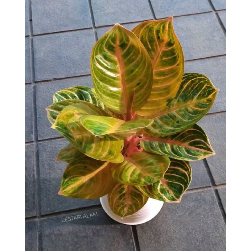 PROMO Aglonema Big Roy mutasi- Tanaman hias Aglonema Big Roy Rimbun - Bunga Hias Aglonema BigRoy Tan