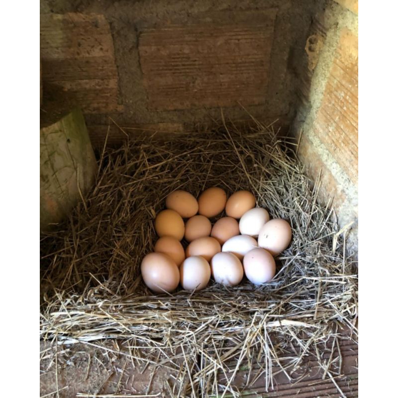 

Jual Telur Ayam Ak29 Paket 5 Butir