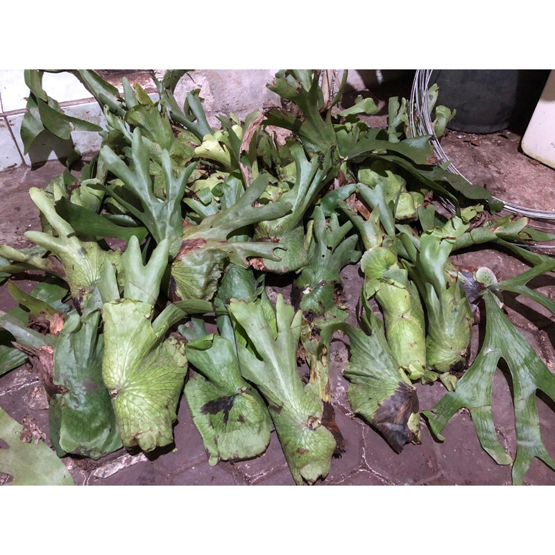 Platycerium Wandae Cabutan