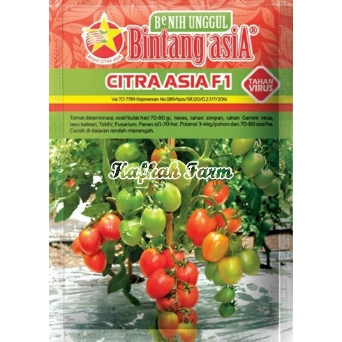 Benih 5 Biji Tomat CITRA ASIA F1