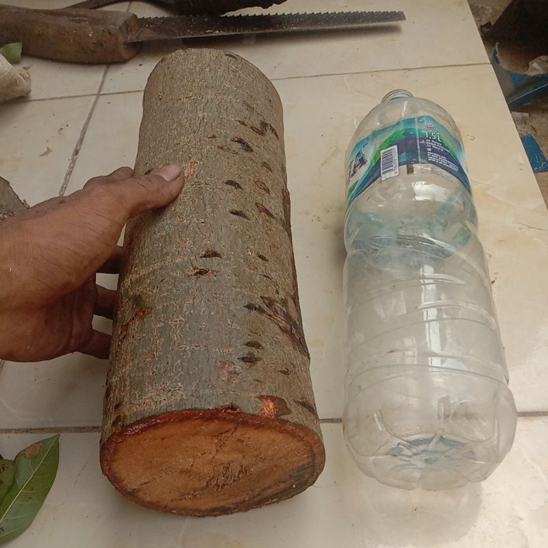 bahan bonsai loa super jumbo