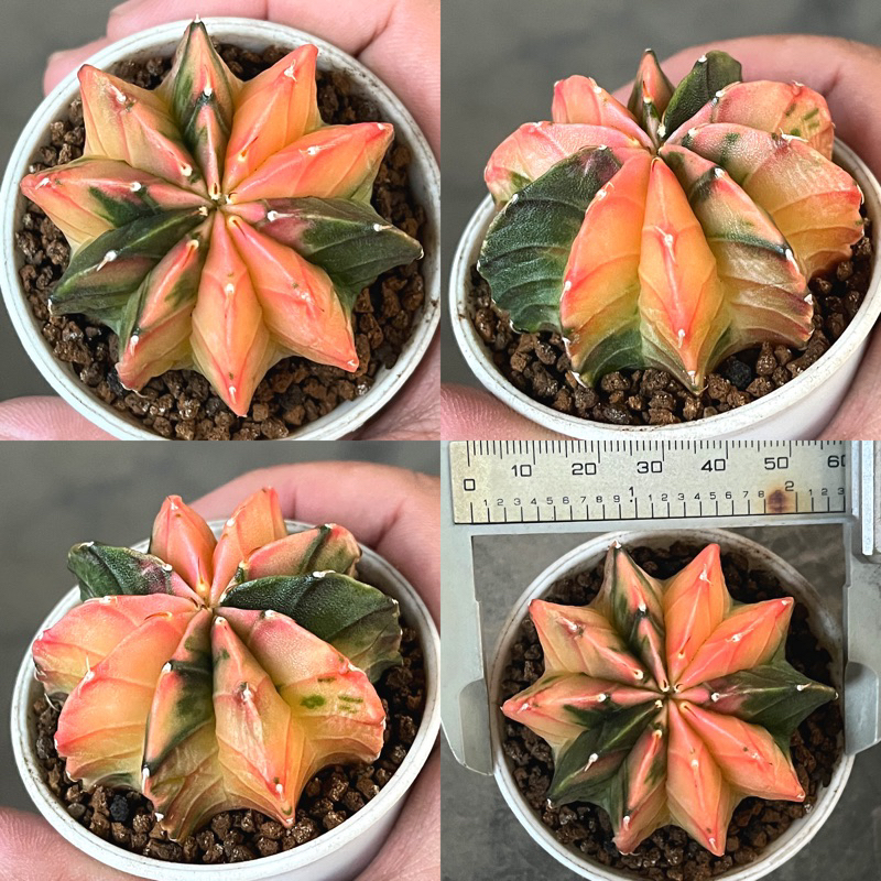 Kaktus LB hybrid variegata Orange