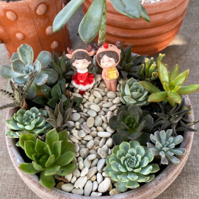 Sukulen Mini Murah Bebas Pilih Kaktus Sukulen Serba Murah