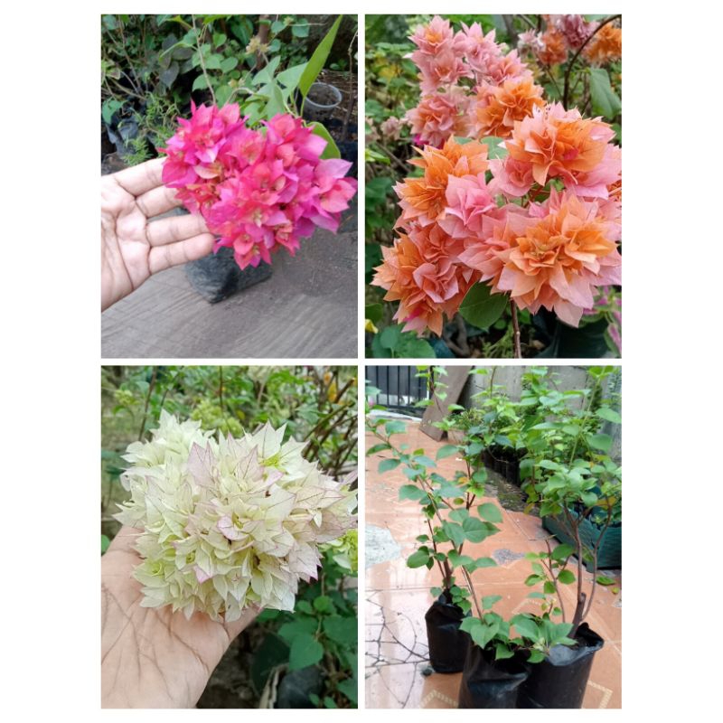 paket hemat bougenville hawai cherry blossom,oren,merah fanta